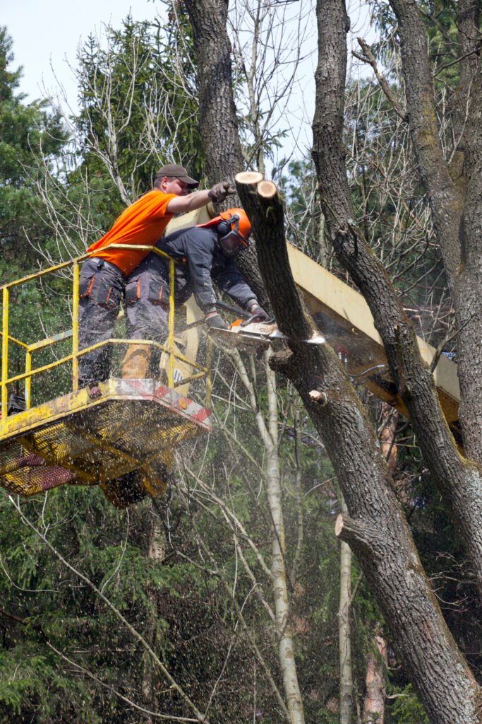 Baumpflege Baumkontrolle Berlin